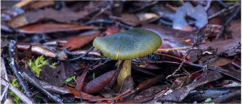 Green skin-head mushroom